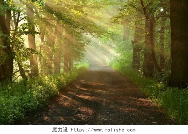 大自然的早上穿过美丽的森林之路